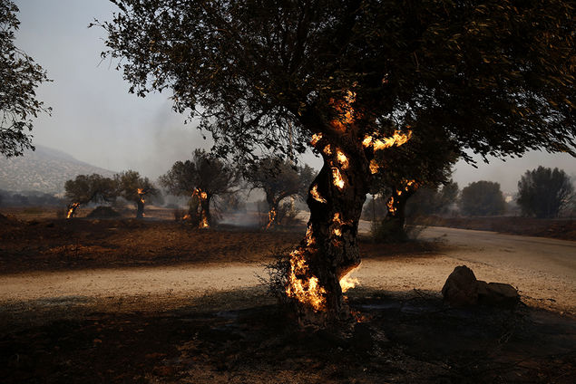 Ελαιώνας στο Λαγονήσι, ΑΠΕ-ΜΠΕ, ΓΙΑΝΝΗΣ ΚΟΛΕΣΙΔΗΣ